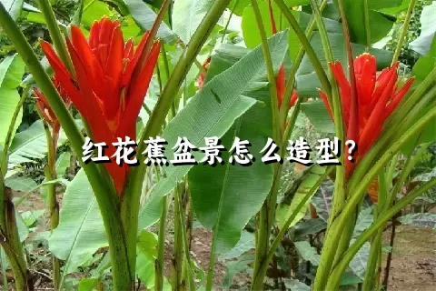红花蕉盆景怎么造型？