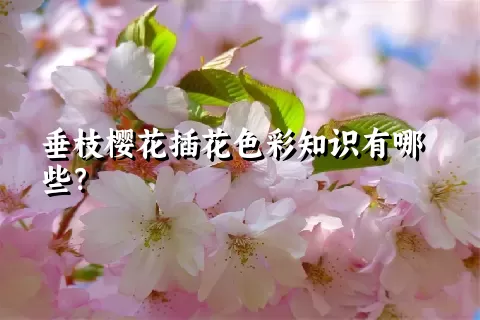 垂枝樱花插花色彩知识有哪些？