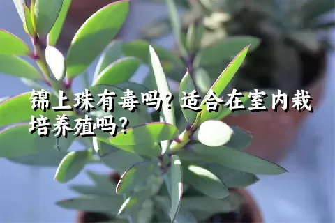 锦上珠有毒吗？适合在室内栽培养殖吗？