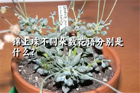 锦上珠不同朵数花语分别是什么？