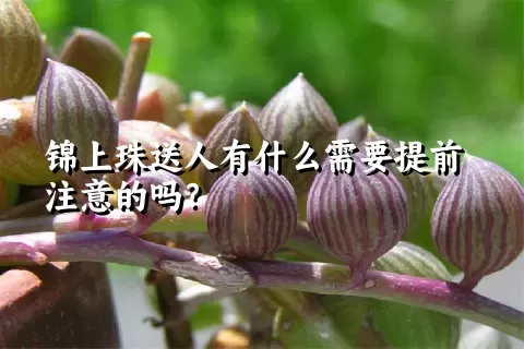 锦上珠送人有什么需要提前注意的吗？