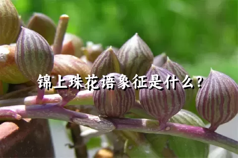 锦上珠花语象征是什么？