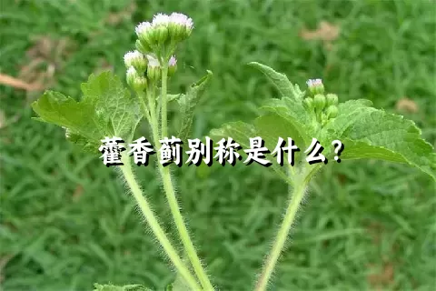 藿香蓟别称是什么？