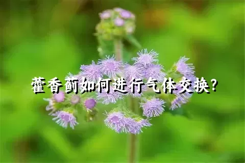 藿香蓟如何进行气体交换？