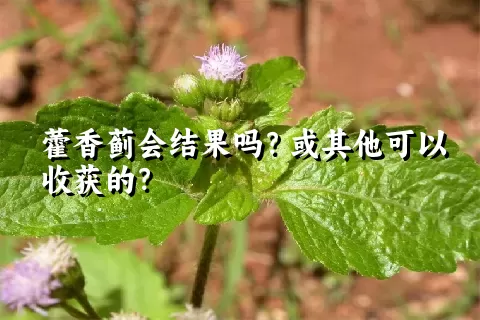藿香蓟会结果吗？或其他可以收获的？