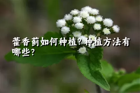 藿香蓟如何种植？种植方法有哪些？
