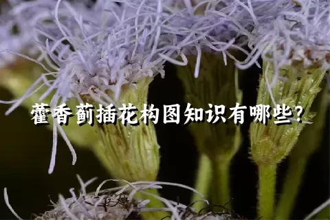 藿香蓟插花构图知识有哪些？