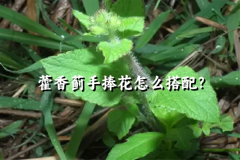 藿香蓟手捧花怎么搭配？