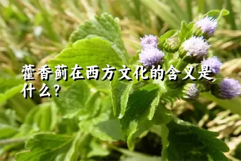 藿香蓟在西方文化的含义是什么？