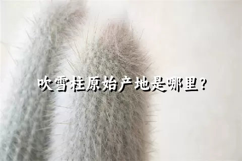 吹雪柱原始产地是哪里？