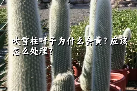 吹雪柱叶子为什么会黄？应该怎么处理？