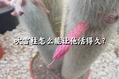 吹雪柱怎么能让他活得久？
