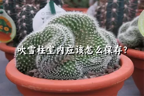 吹雪柱室内应该怎么保存？