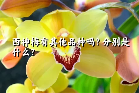 西神梅有其他品种吗？分别是什么？