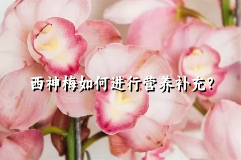 西神梅如何进行营养补充？