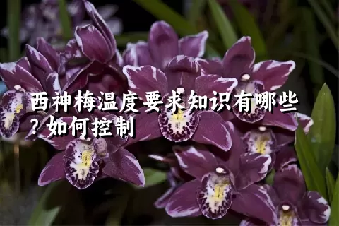 西神梅温度要求知识有哪些？如何控制