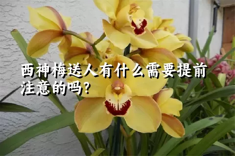 西神梅送人有什么需要提前注意的吗？