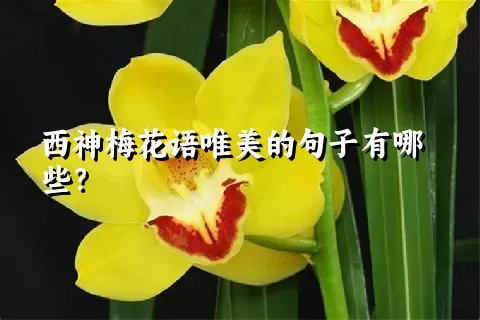 西神梅花语唯美的句子有哪些？