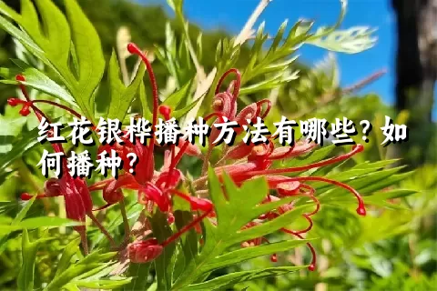 红花银桦播种方法有哪些？如何播种？