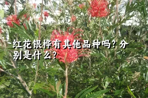 红花银桦有其他品种吗？分别是什么？
