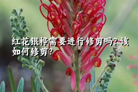 红花银桦需要进行修剪吗？该如何修剪？