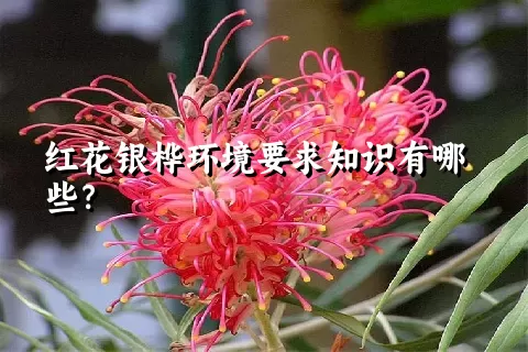 红花银桦环境要求知识有哪些？