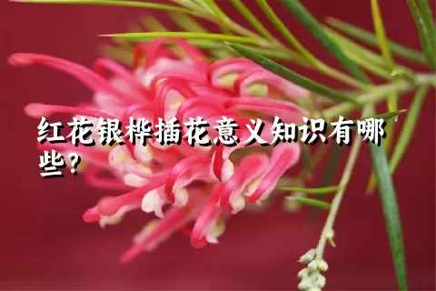 红花银桦插花意义知识有哪些？
