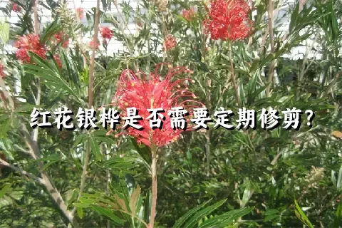 红花银桦是否需要定期修剪？