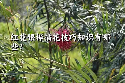 红花银桦插花技巧知识有哪些？