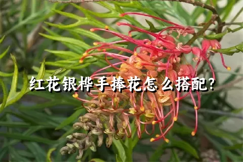 红花银桦手捧花怎么搭配？