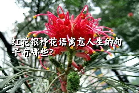 红花银桦花语寓意人生的句子有哪些？