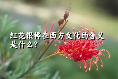 红花银桦在西方文化的含义是什么？