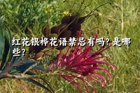 红花银桦花语禁忌有吗？是哪些？