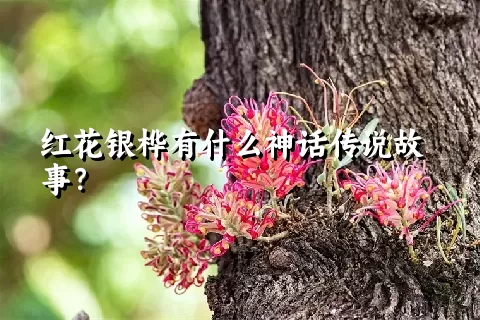 红花银桦有什么神话传说故事？