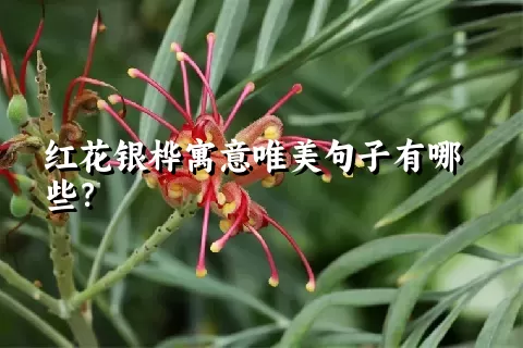 红花银桦寓意唯美句子有哪些？