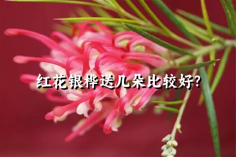 红花银桦送几朵比较好？