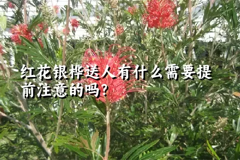 红花银桦送人有什么需要提前注意的吗？