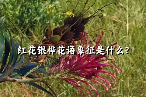红花银桦花语象征是什么？