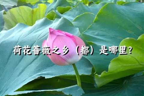 荷花蔷薇之乡（都）是哪里？