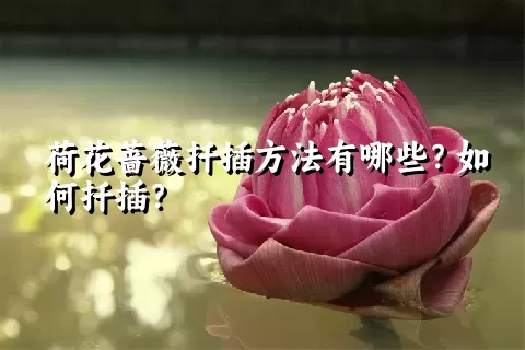 荷花蔷薇扦插方法有哪些？如何扦插？