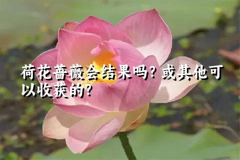 荷花蔷薇会结果吗？或其他可以收获的？