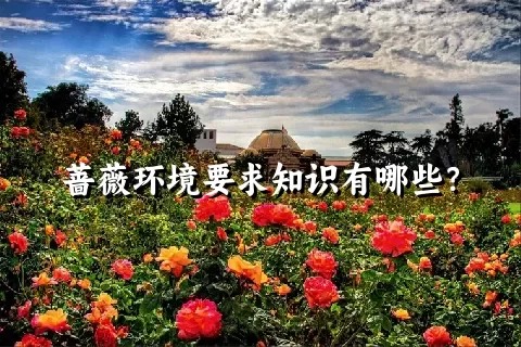 蔷薇环境要求知识有哪些？