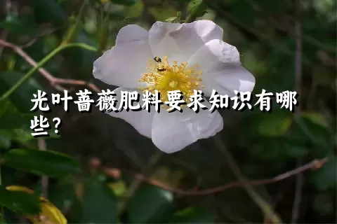 光叶蔷薇肥料要求知识有哪些？