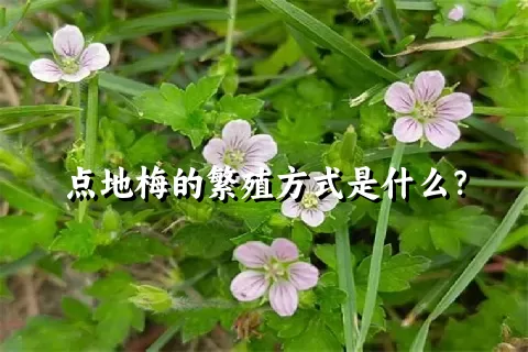 点地梅的繁殖方式是什么？