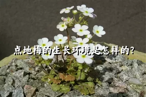点地梅的生长环境是怎样的？