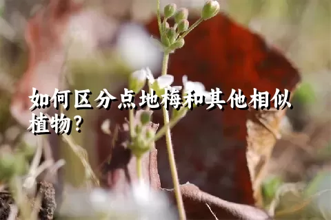 如何区分点地梅和其他相似植物？