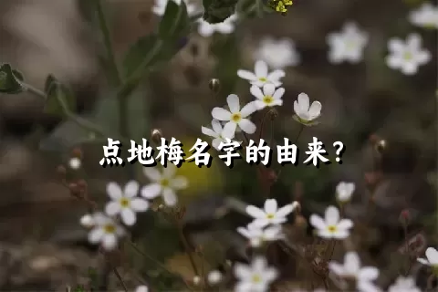 点地梅名字的由来？