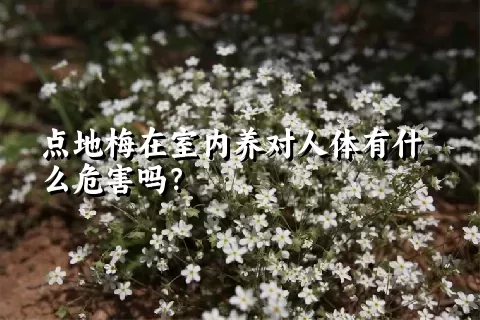 点地梅在室内养对人体有什么危害吗？