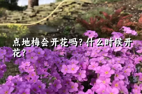 点地梅会开花吗？什么时候开花？