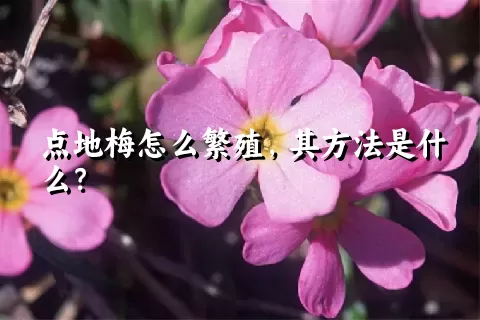 点地梅怎么繁殖，其方法是什么？